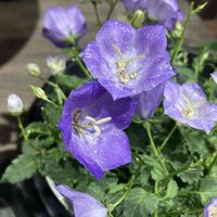 カンパニュラ,ベルフラワー,ニワギキョウ,花屋の店先,紫色の花の画像