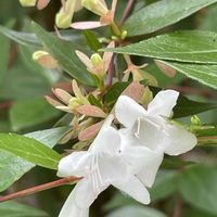 アベリア,花壇,ガーデニング,庭木,山野草の画像