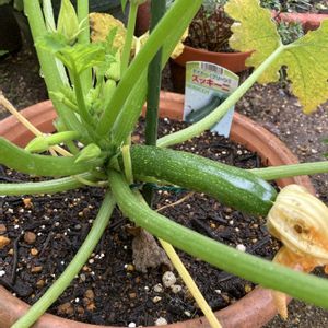 ズッキーニ,ぽろしり（じゃがいも）,プランター野菜,日陰庭,おうちde菜園の画像