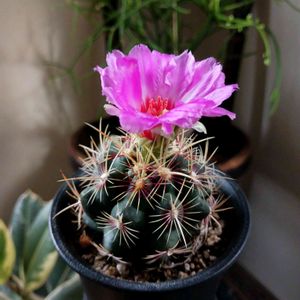 サボテン,テロカクタス和光丸,多肉植物,no green no life,サボテンのある暮らしの画像