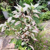 レウィシア,黒法師,黒法師錦,オレガノ ディクタムナス,ハイビスカス スノーフレークの画像