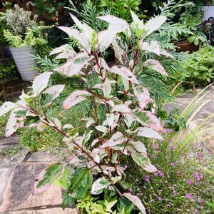 レウィシア,黒法師,黒法師錦,オレガノ ディクタムナス,ハイビスカス スノーフレークの画像