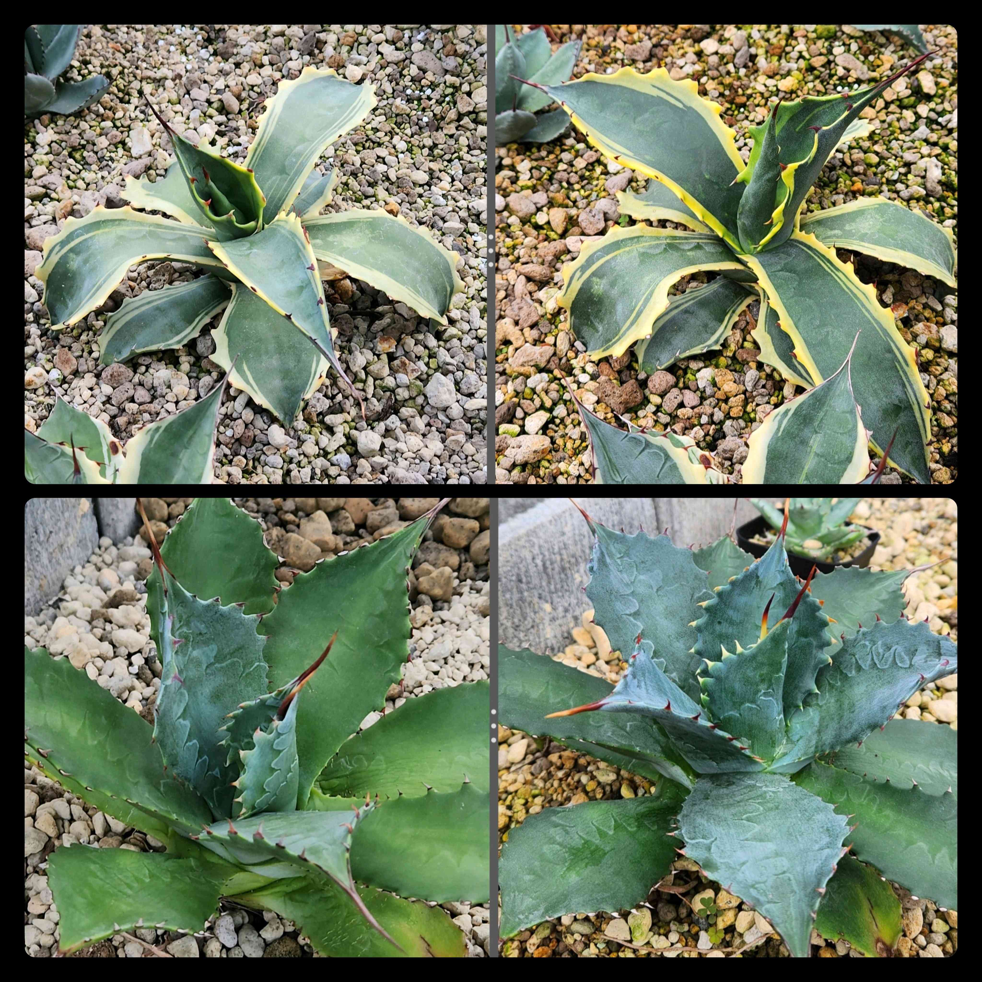 パラサナ インプレッショニストの一覧｜🍀GreenSnap（グリーンスナップ）