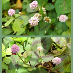 ヒメツルソバ（姫蔓蕎麦）,地植え,小さな花,グランドカバー,我が家の庭の画像