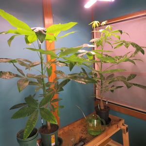 パキラ,実生 パキラ斑入り,観葉植物,珍奇植物,風水の画像