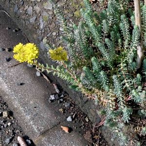 セダム,多肉植物,生命力が強い,流木,自然の画像