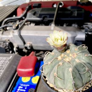 Sくん,Gymnocalycium vatteri,カクタス広瀬,車庫の画像