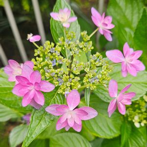 アジサイ,紫陽花,紫陽花 ダンスパーティー,紫陽花 ダンスパーティー,紫陽花　あじさい　アジサイの画像