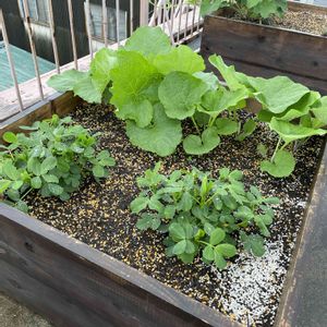 山田早生ゴボウ,じょうできゴボウ,半立性大粒落花生,プランター野菜,野菜作りの画像