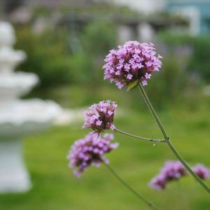 芝生,芝生,三尺 バーベナ,三尺 バーベナ,三尺 バーベナの画像