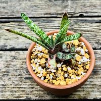 ガステリア 白星竜,カリナータベルコーサ,多肉植物,鉢植え,ガステリアの画像
