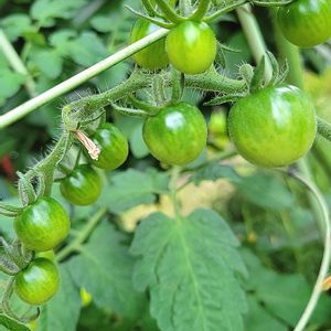 ミニトマト,プランター,プランター野菜,プランター植え,プランター菜園の画像