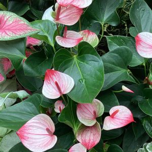 温室,白い花,ピンクの花,今日の花,花色々の画像