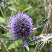 エリンジウム ブルーグリッター,丸っこいお花,耐寒性宿根草,ドライフラワーになる,われら17年組の画像