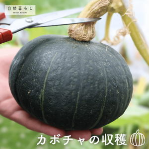 かぼちゃ,植物のある暮らし,肥料,プランター栽培,ベランダ菜園の画像