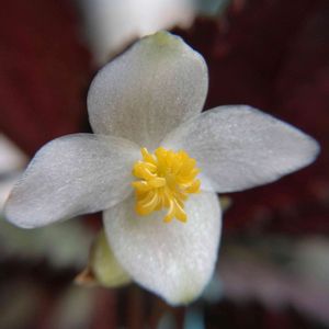 レックスベゴニア,100均観葉植物,100均マクロレンズ,花,毒の画像