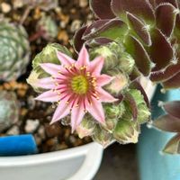 ケイトウ,ハスの花,ミントの花,ラブリーローズ,センペルのお花の画像