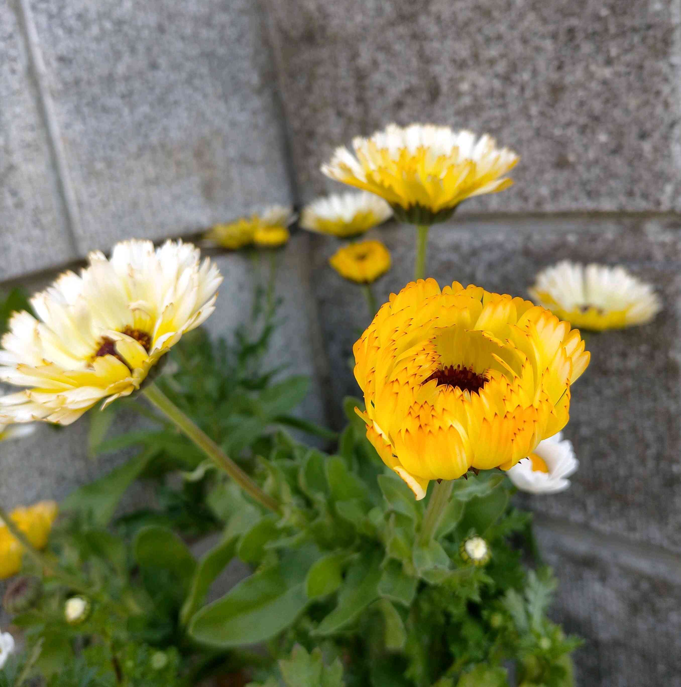 キンスケ鉢ごとゆうゆうメルカリ便 姫牡丹 大株 国内実生 相府蓮×沙羅姫牡丹 抜き苗 実生 - メルカリ