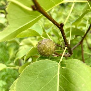 ナシ,カキ,クリ,山野草,果樹の画像