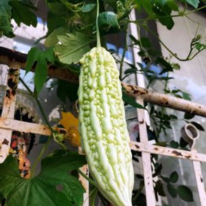 ゴーヤ,白ゴーヤ,グリーンカーテン,プランター,プランター野菜の画像