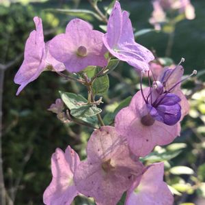 お花大好き♡,芝生の庭,＊チャイニーズハット＊の画像