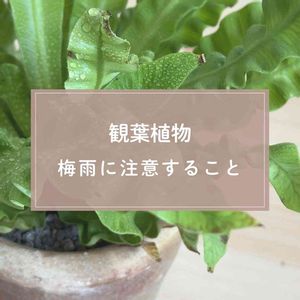 観葉植物,ガーデニング,梅雨,緑のある暮らし,植物のある暮らしの画像