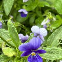 アガパンサス,スミレ,ミソハギ,ヒオウギスイセン,今朝のウォーキングの画像