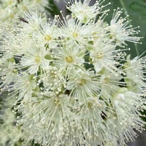 植物のある暮らし,癒し…♡,庭の芝生,季節を感じる暮らし,庭の画像