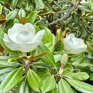 エゴノキの実,泰山木 たいさんぼく,ハンノキ,森林公園,木曜日は木の画像