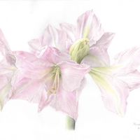 マジック アマリリス,マジックアマリリス　スウィートスター,リビング,ピンクの花,ボタニカルアートの画像