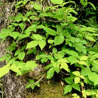 ツルアジサイ,ツルアジサイ,ツタウルシ,山野草,尾瀬ヶ原の画像