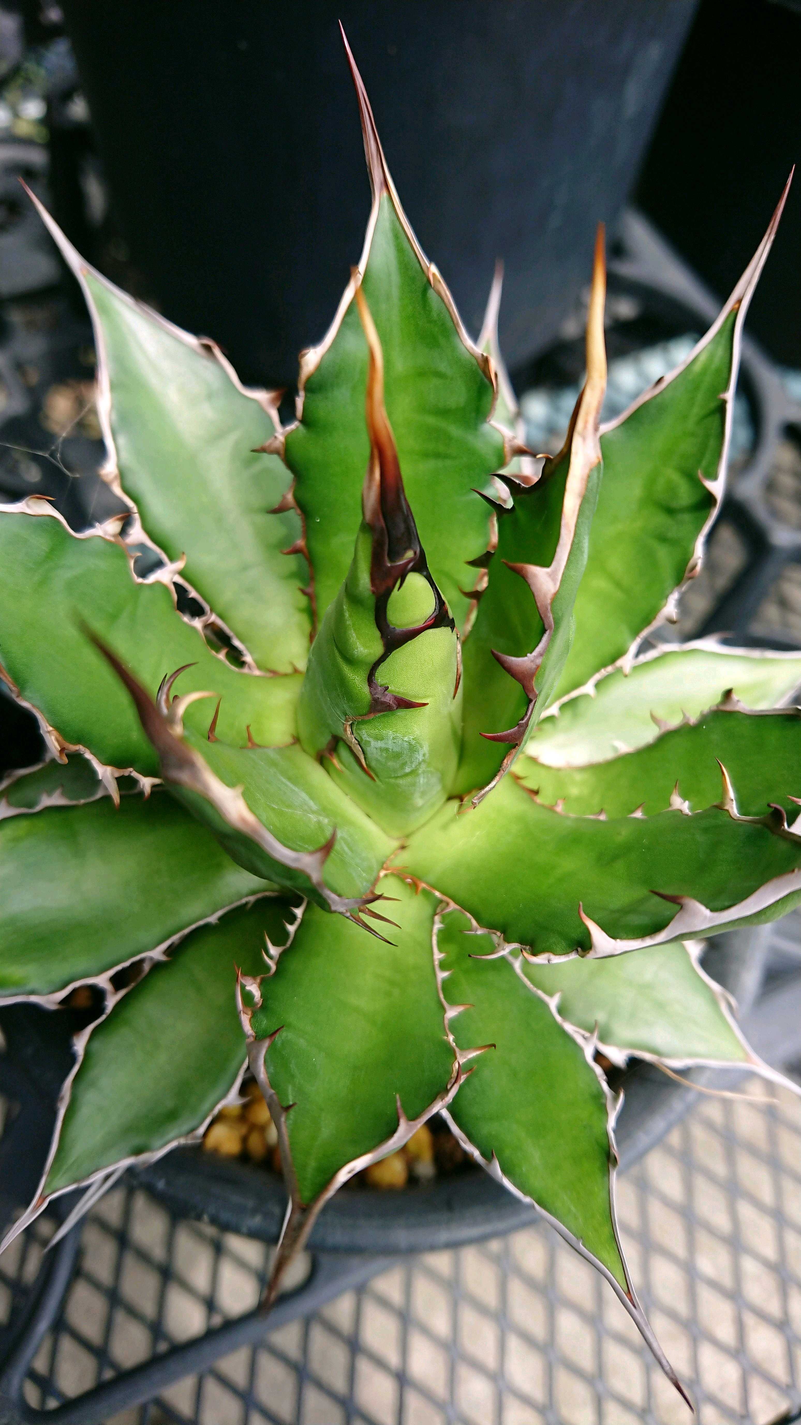 アガベ ガルシアメンドーサ A.チタノタブルー 2021年12月28日