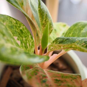 アグラオネマ,観葉植物,花芽,成長記録,アグラオネマ・ピンクイメリタスの画像