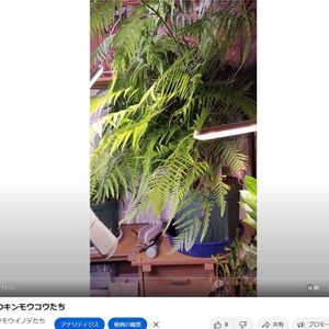 タカワラビ,キンモウコウ,ジオ・ゴールデン・ボバイン,観葉植物,シダ植物の画像