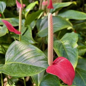 アンスリウム,観葉植物,温室,京都府立植物園,花のある暮らしの画像