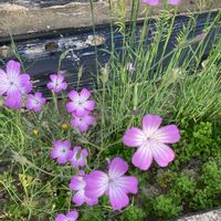 アグロステンマ,お花大好き♡,お花を楽しむ,ウォーキングにての画像