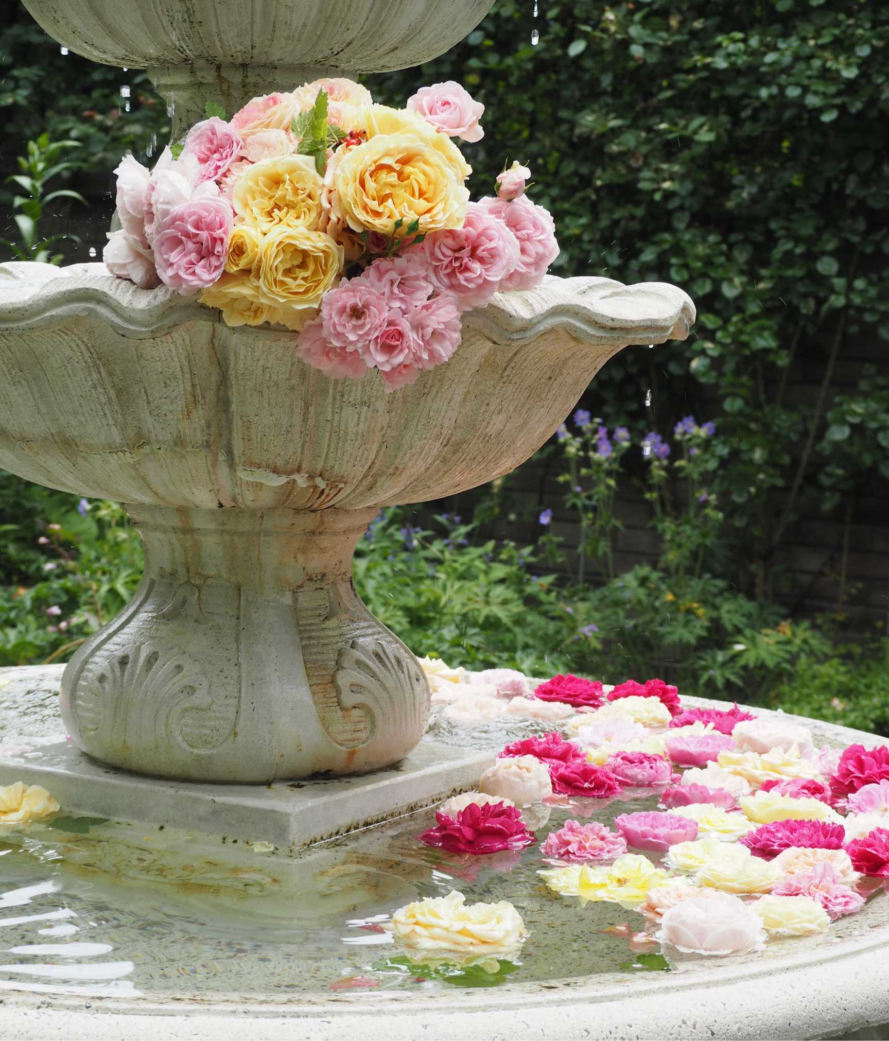 バラの水彩画　軽井沢レイクガーデン　内藤マリナ バラの水彩画 軽井沢レイクガーデン 内藤マリナ - メルカリ