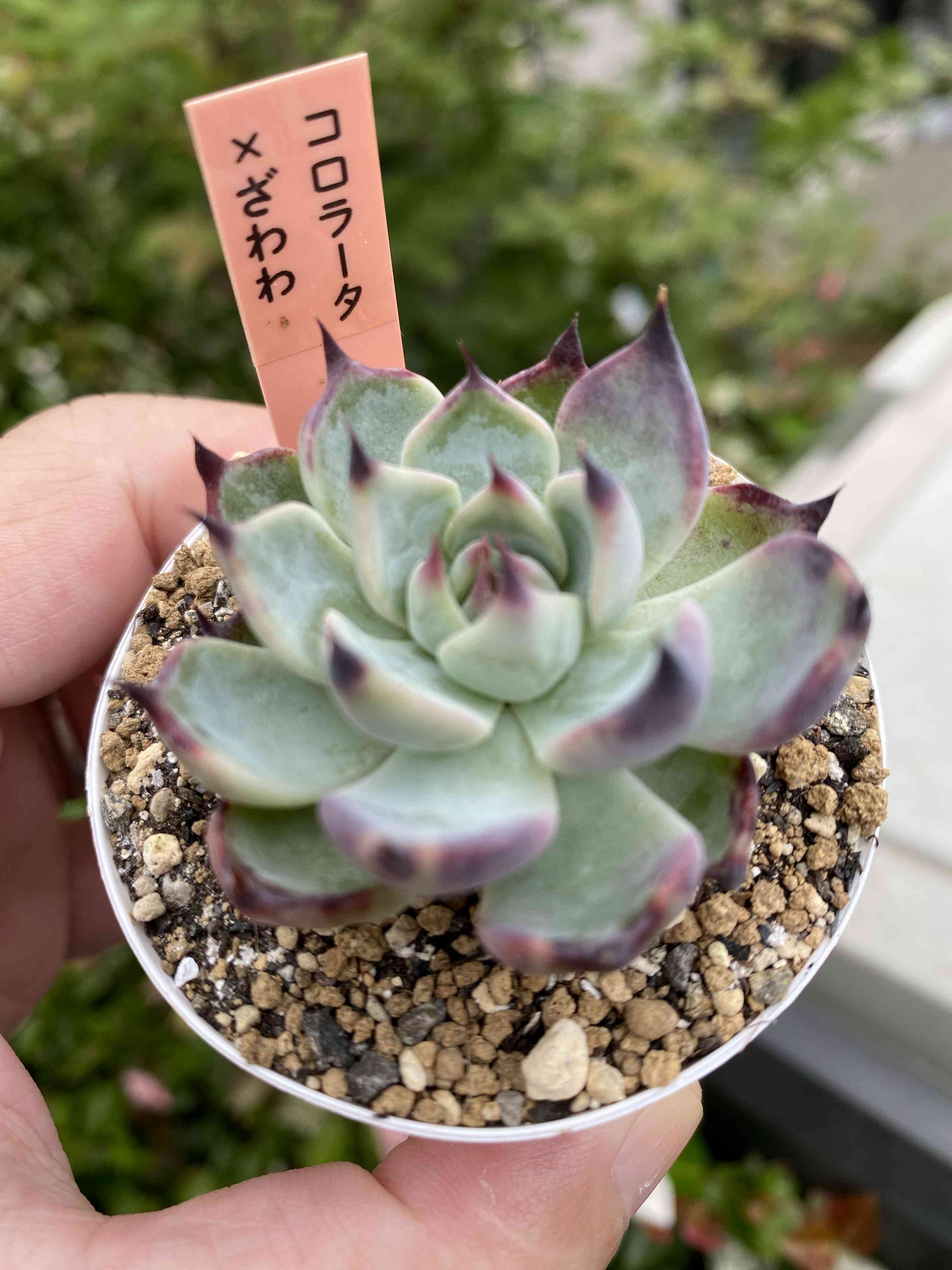 コロラータ×ざわわの一覧｜🍀GreenSnap（グリーンスナップ）