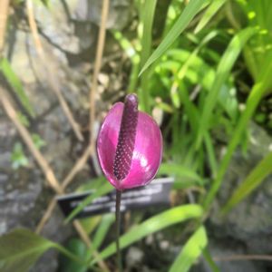 アンスリウム,温室,東山植物園,今日のお花の画像