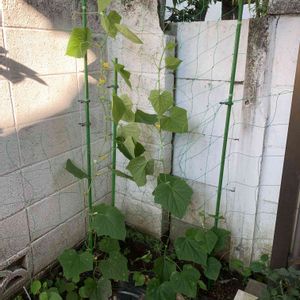 四葉キュウリ,四葉キュウリ,四葉きゅうり,家庭菜園初心者,野菜遺産の画像