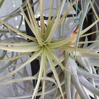 チランジア,ビザール プランツ,ブロメリア,ビザールプランツ,エアープランツ/チランジアの画像