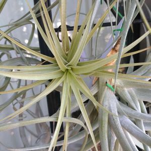 チランジア,ビザール プランツ,ブロメリア,ビザールプランツ,エアープランツ/チランジアの画像