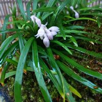 タマリュウ,小さい花,おうち園芸,金曜日の蕾たち,ベランダの画像