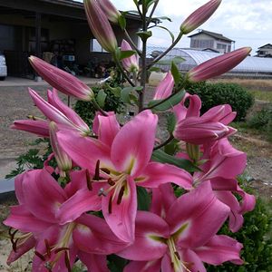 オモト,ハイビスカス,ユリ,カサブランカ　ピンク,鉢植えの画像