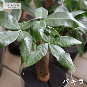 パキラ,観葉植物,植物のある暮らし,肥料,自然のある暮らしの画像