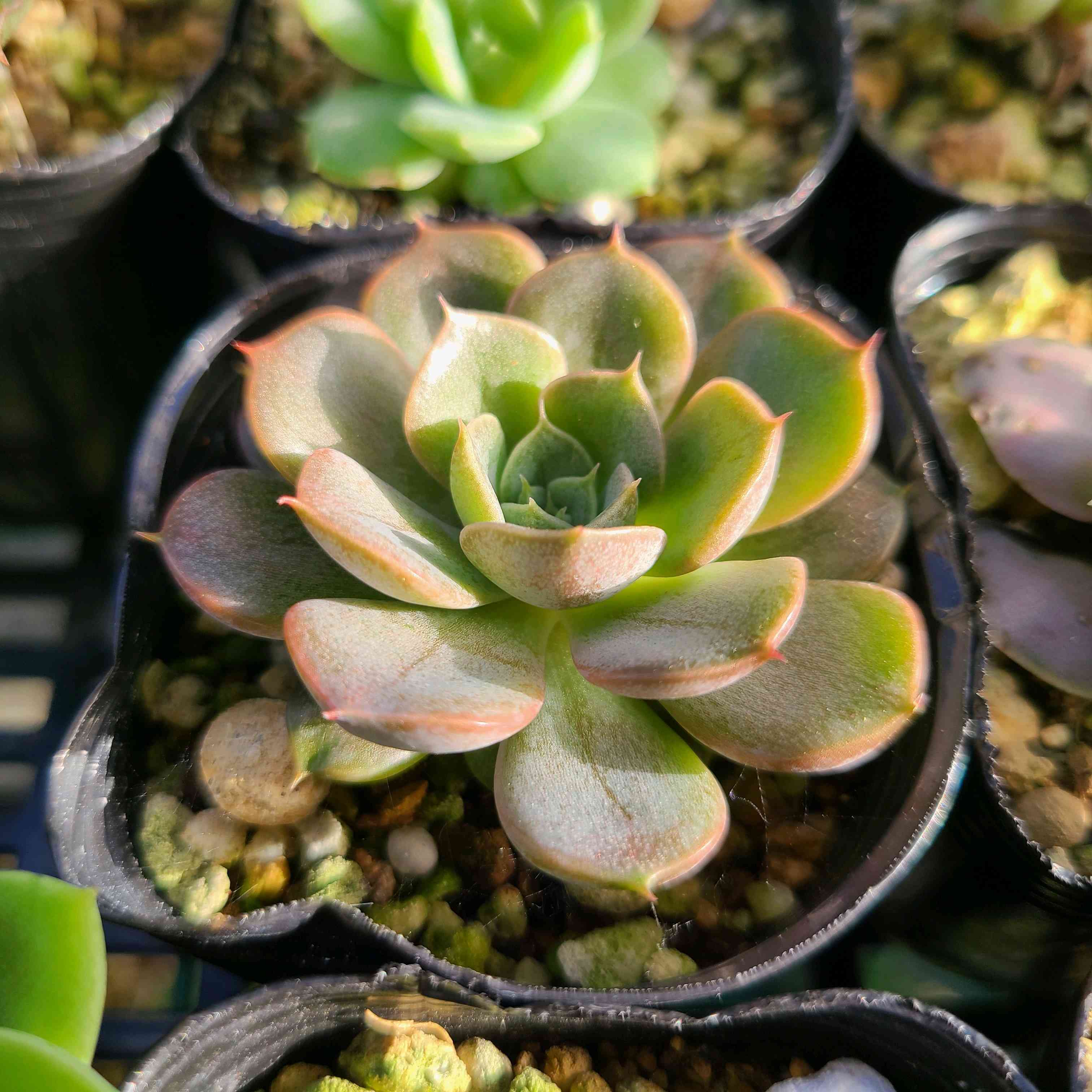 マルーンヒルの成長記録🌰🤎｜🍀GreenSnap（グリーンスナップ）