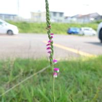 ネジバナ,山野草,野草,菌従属栄養植物の画像