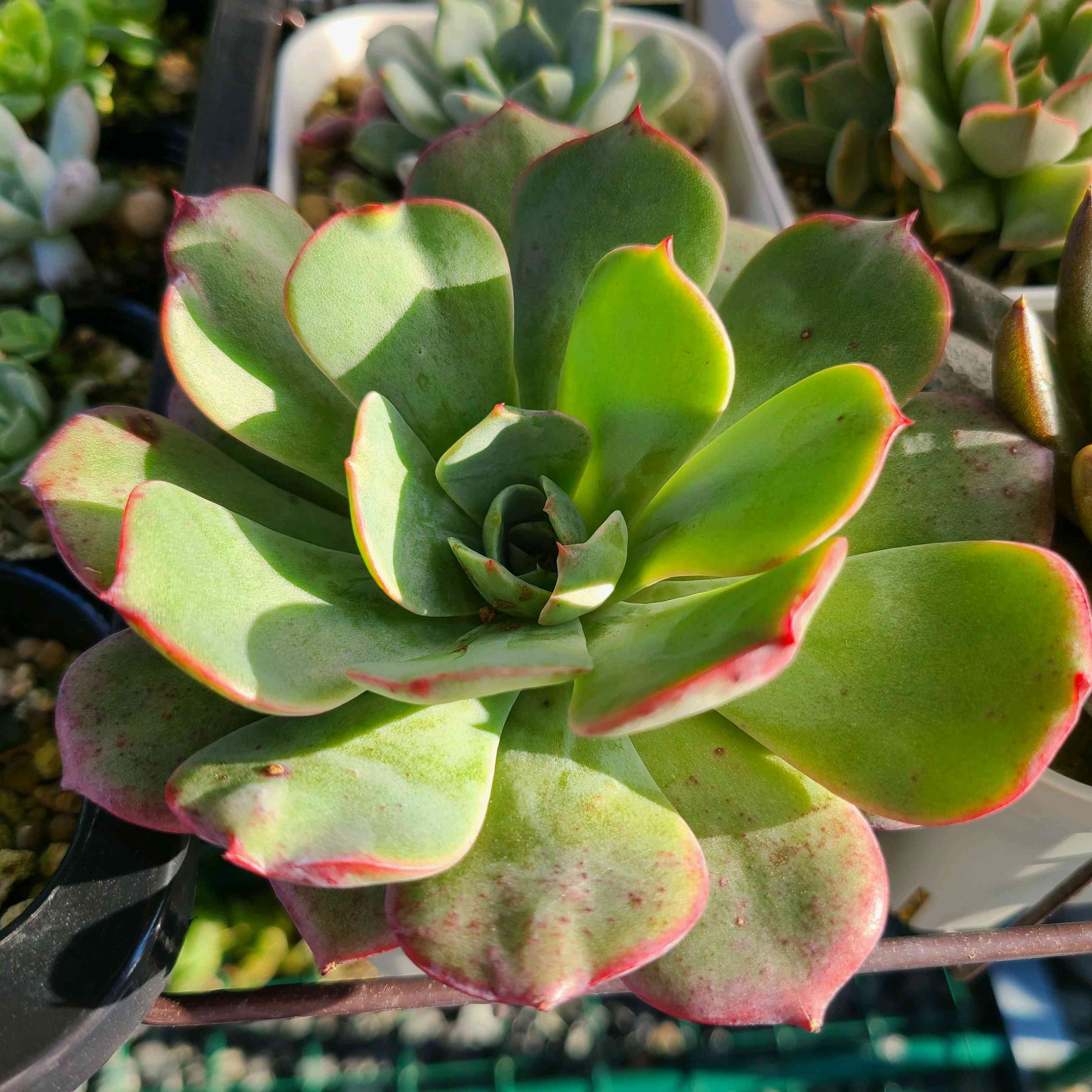 お纏め　多肉植物　アミスター錦　抜き苗 お纏め 多肉植物 アミスター錦 抜き苗 エケベリア アミスター