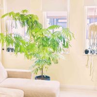 サボテン,ヒマワリ,エバーフレッシュ,ヒルデウィンテラ・カラデモノニス,観葉植物の画像