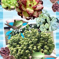 ケッセルリンギアナ,小米星,レイマース,ロメオルビン,紫薔薇交配の画像
